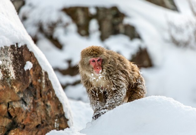 Macaque japonais assis dans la neige