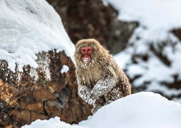 Macaque japonais assis dans la neige