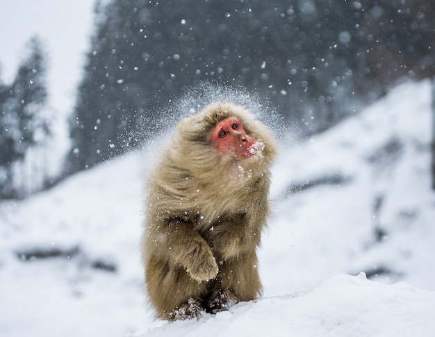 Macaque japonais est assis dans la neige