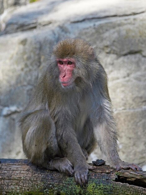 Macaque japonais Macaca fuscata