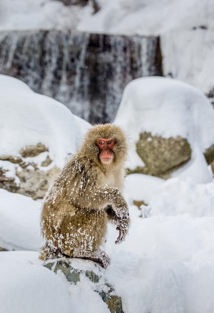 Macaque japonais sur les rochers près des sources chaudes