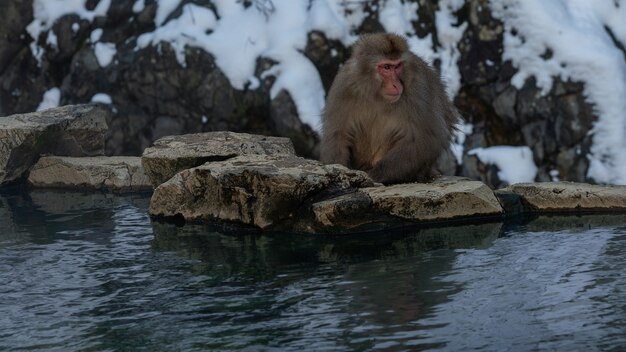 Le macaque japonais de singe de neige empêche le froid près de l'étang de source chaude du parc de Jigokudani à la saison d'hiver, Yamanouchi, Nagano, Japon. Point de repère célèbre pour voir la faune.