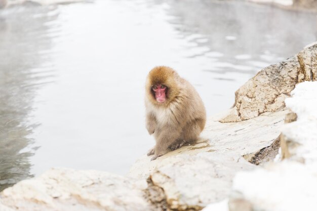 macaque japonais ou singe des neiges à la source chaude