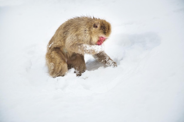 Photo macaque japonais ou singe à la recherche de nourriture dans la neige