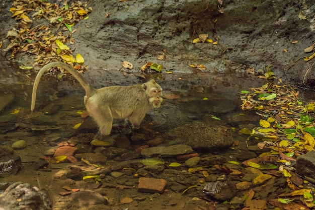 Macaque à longue queue, Macaca fascicularis à la recherche de nourriture dans la rivière. La forêt des singes à Ubud, Bali, Indonésie
