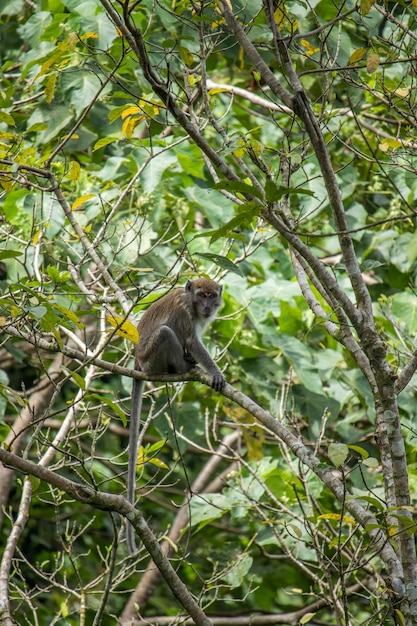 Macaque à longue queue en milieu naturel.