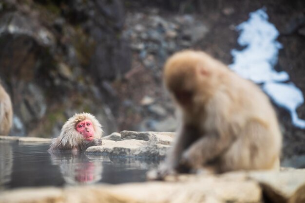 Un macaque des neiges japonais se baigne dans une source chaude dans le parc jigokudani de Yamanouchi.