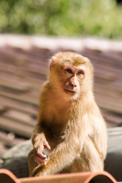 Macaque à queue de cochon du Nord reposant sur le toit