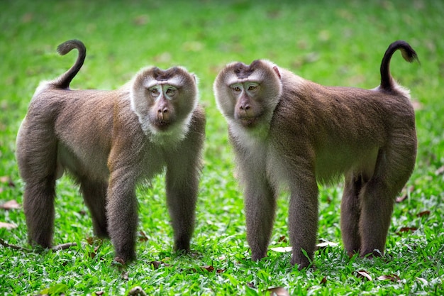 Macaque à queue de cochon sur l&#39;herbe dans l&#39;atmosphère naturelle de la forêt