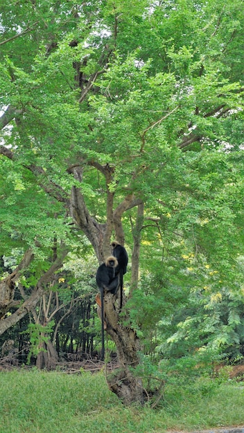 Macaque à queue de lion ou Macaca silenus également connu sous le nom de wanderoo