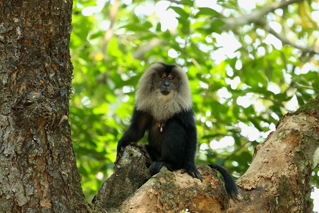 Macaque à queue de lion