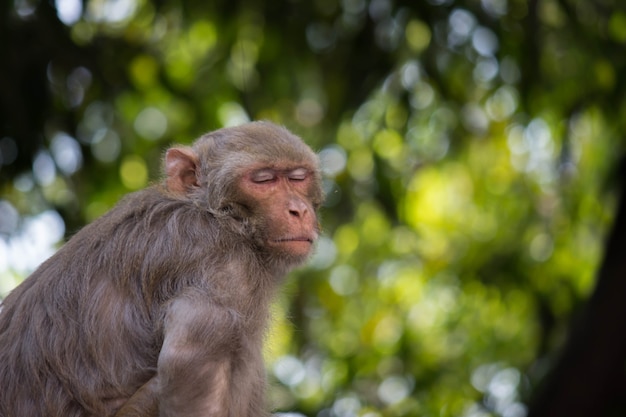 Macaque rhésus assis sous l'arbre