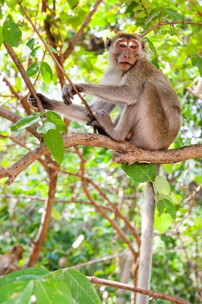 Macaque rhésus - Singe sur la branche d'arbre