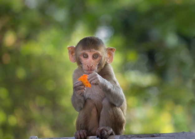 Le macaque rhésus