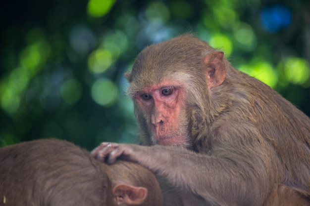 Le macaque rhésus