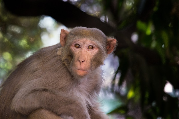 Le Macaque rhésus