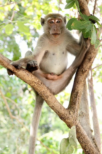 Macaque