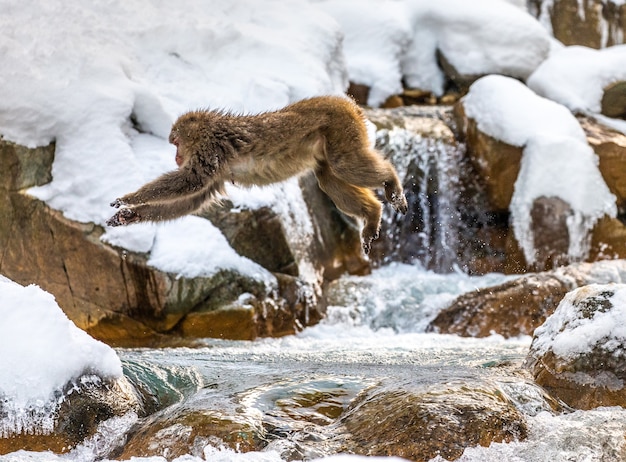 Macaques japonais sautant dans une petite rivière