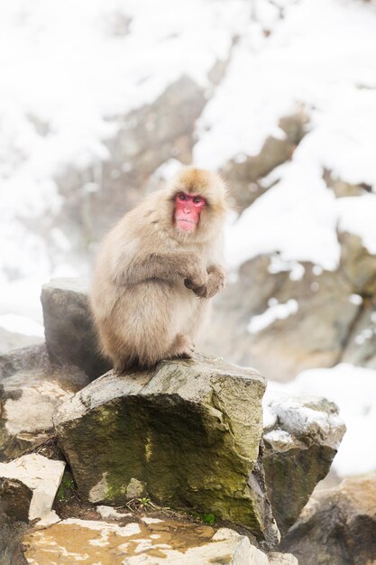 macaques japonais ou singes des neiges à une source chaude