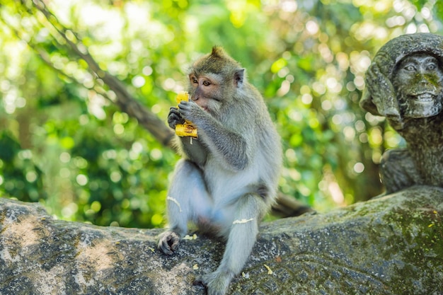 Macaques à longue queue Macaca fascicularis dans la forêt sacrée des singes, Ubud, Indonésie.