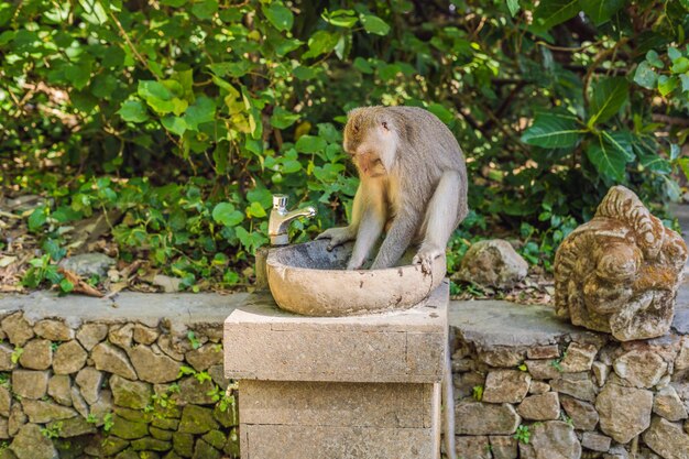 Macaques à longue queue Macaca fascicularis dans la forêt sacrée des singes, Ubud, Indonésie.