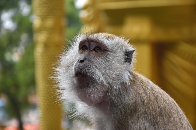 Photo les macaques mangeurs de crabes macaca fascicularis à la villa des grottes à côté des grottes de batu en malaisie