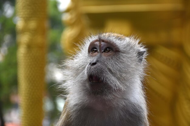 Photo les macaques mangeurs de crabes macaca fascicularis à la villa des grottes à côté des grottes de batu en malaisie