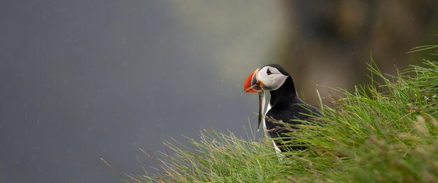 Macareux sur les falaises d'Islande