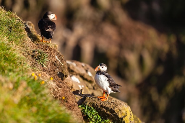 Macareux moine dans l'ouest de l'Islande