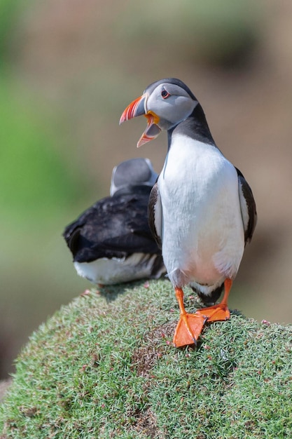 Macareux moine Fratercula arctica Saltee Island Irlande