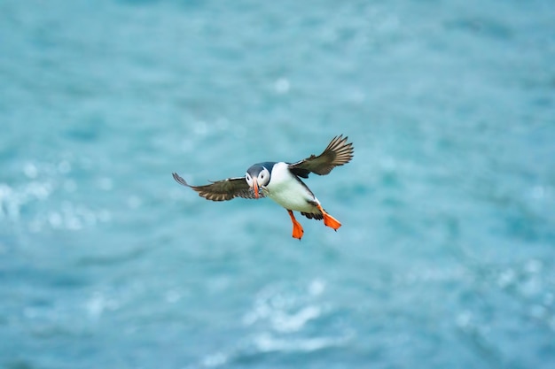 Macareux moine volant et attrapant l'anguille dans l'océan pendant l'été