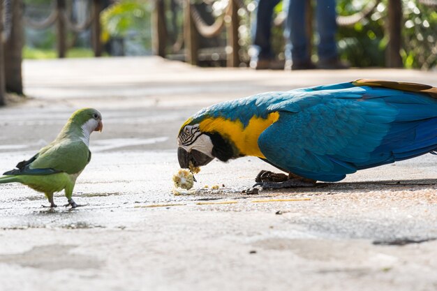 Macaw Caninde mangeant et volant librement dans un parc. Arara Caninde est originaire du Brésil.