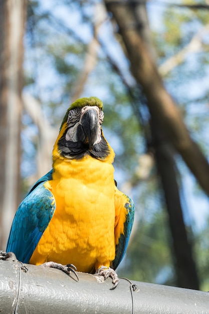 Macaw Caninde mangeant et volant librement dans un parc. Arara Caninde est originaire du Brésil.