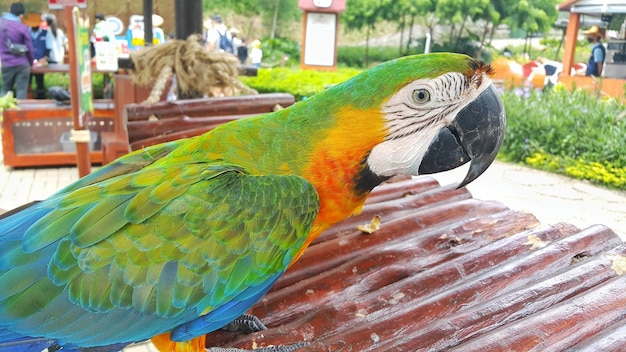 Un macaw catalina ou un macaw arc-en-ciel debout dans sa cage à un endroit touristique