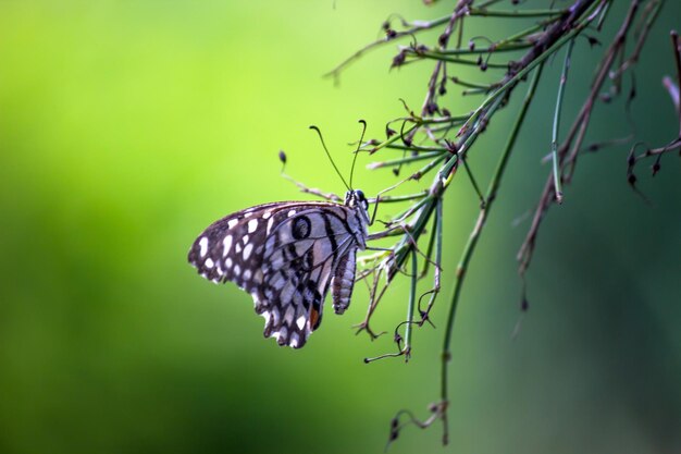 machaon citron vert et machaon à carreaux image reposant sur les plantes à fleurs au printemps