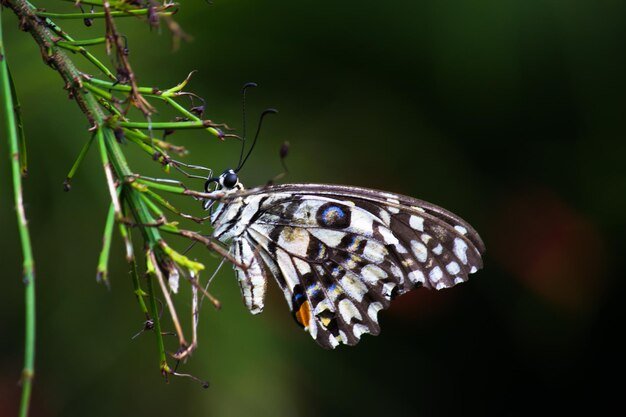 machaon citron vert et machaon à carreaux image reposant sur les plantes à fleurs au printemps