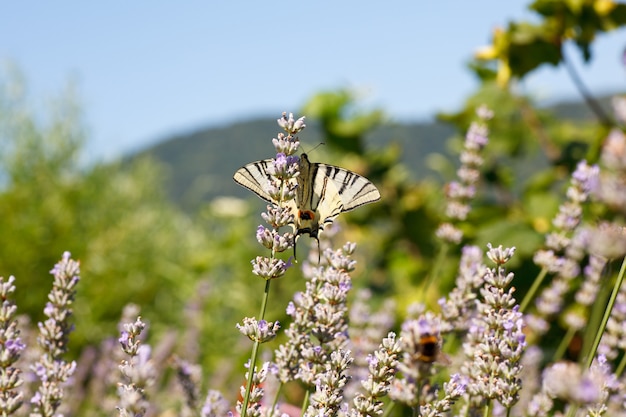 Machaon du vieux monde sur des fleurs de lavande