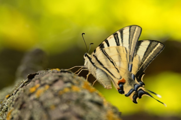 Machaon rare ou iphiclides podalirius également voile ou machaon poirier