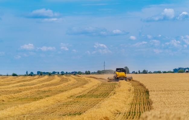 Machine agricole récolte des récoltes dans les champs, technique spéciale en action.