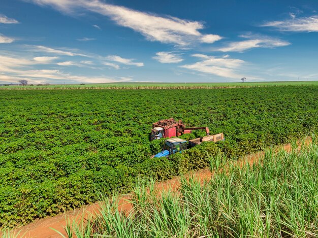 Machine dans le domaine récoltant du café dans la plantation du Brésil