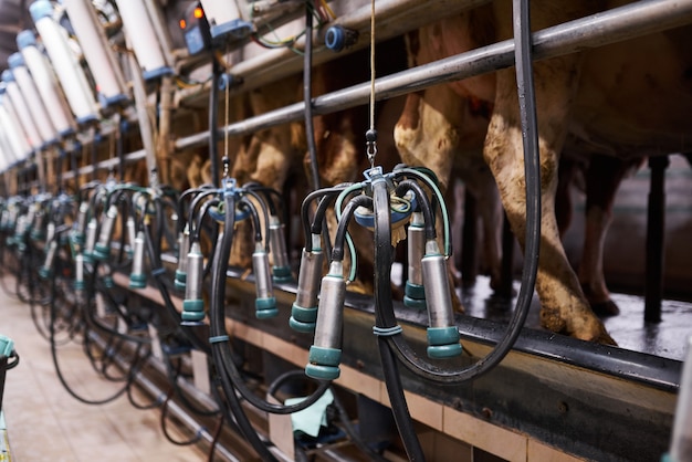 Machine à traire sur une ferme laitière de près.