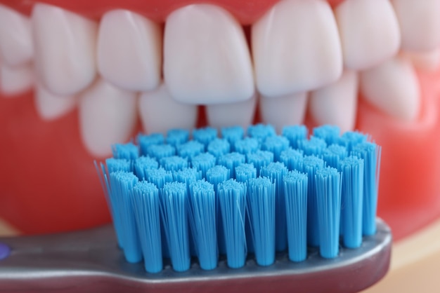 Mâchoire dentaire et brosse à dents et soins bucco-dentaires concept d'hygiène dentaire médicale