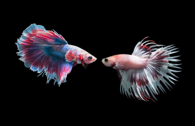 Macro de 2 poissons de combat siamois (queues de couronne luttant contre les poissons), betta splendens isolé sur bac noir