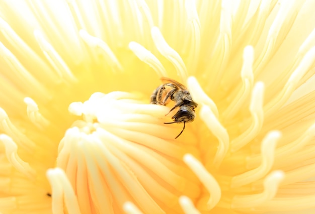 macro abeille au lotus.