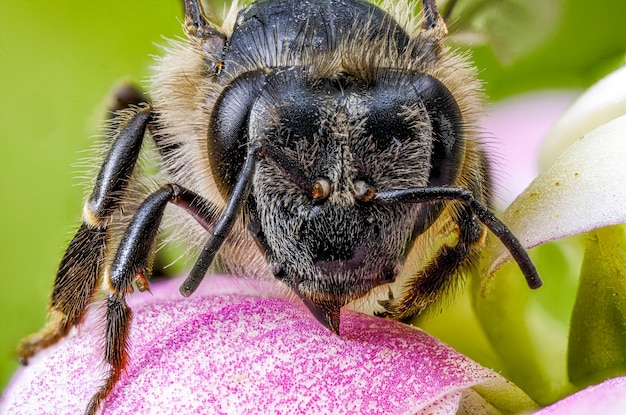 Une macro d'une abeille sur une fleur puple