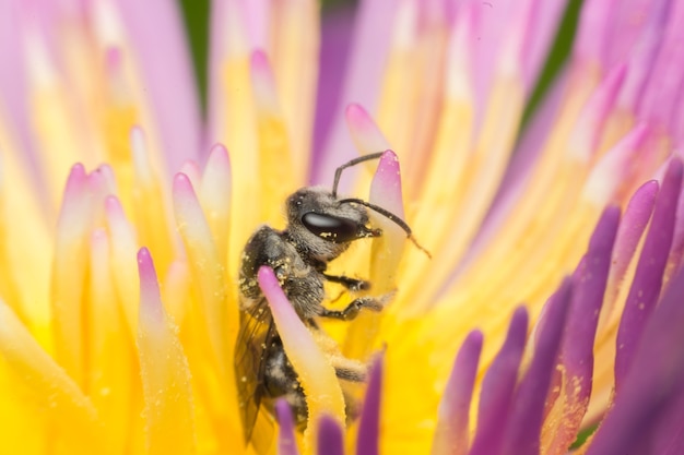 Macro, de, abeille, foyer, insecte, oeil, fin, haut, sur, les, lotus, fleur, pollen, dans, nature