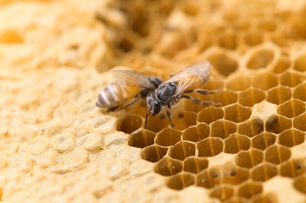 Macro d'abeille et nature en nid d'abeille