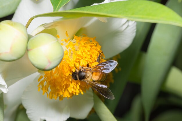 Macro abeille à la recherche de nectar sur les fleurs.