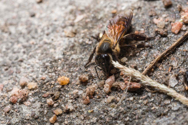 Macro abeille sur le sol