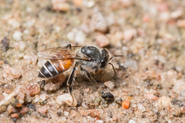 La macro d&#39;abeilles se nourrit sur le sol.